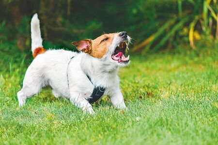 Zloděje, kteří zneužili tradice, náš pes odhalil