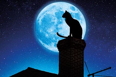 Černá kočka mi přinesla štěstí