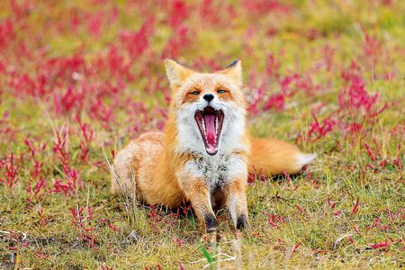 Na kraji lesa jsem našla opuštěné liščí mládě