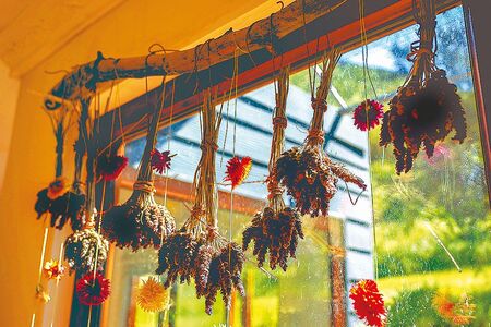 Sen ve mně probudil kořenářku, co umí léčit