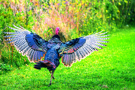Krocani nás chránili před vetřelci i zloději