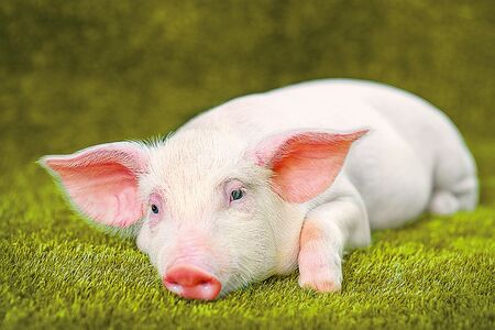 Jak si čuníci z hospody užili okresní přebor