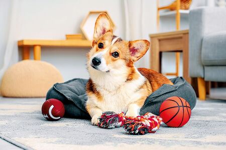 Maminčin věrný přítel se dočkal nového pána