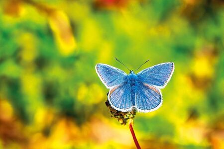 Sny o motýlech byly varováním osudu